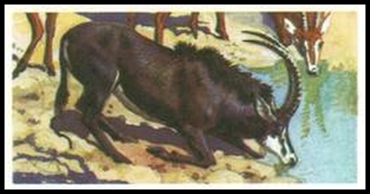 37 Sable Antelope